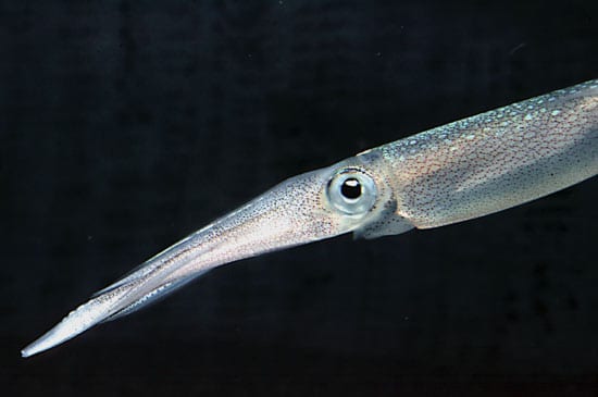 squid4_21325.jpg