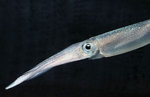 New Sonar Method Offers Window into Squid Nurseries