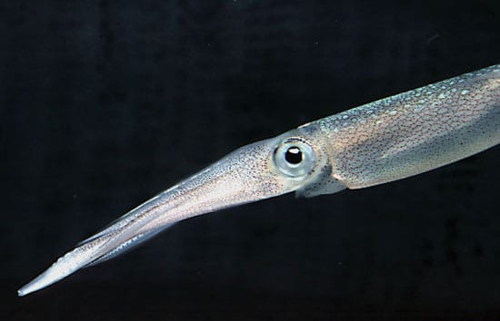 New Sonar Method Offers Window into Squid Nurseries – Woods Hole  Oceanographic Institution