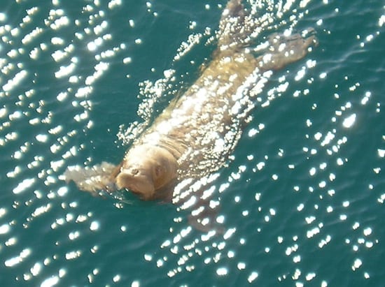 WalrusPupPhilAlatalonest_23281.jpg