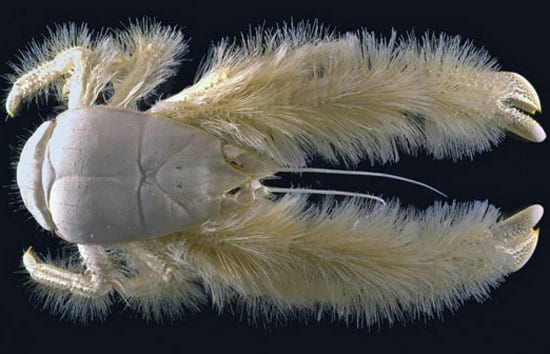 Lurking Benignly on the Seafloor, the ‘Yeti’ Crab is Discovered