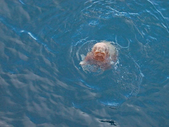 walrus_en_23305.jpg