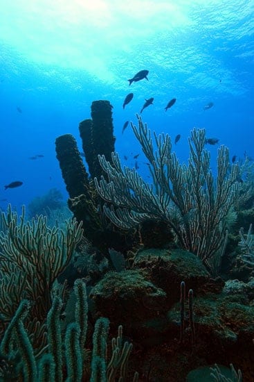 op_coral_nest_25280.jpg