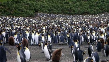 Penguins on Parade