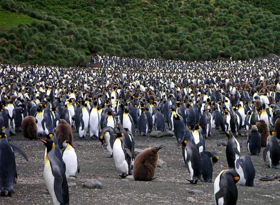 Penguins on Parade