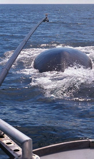 sperm_whale_en_25420.jpg