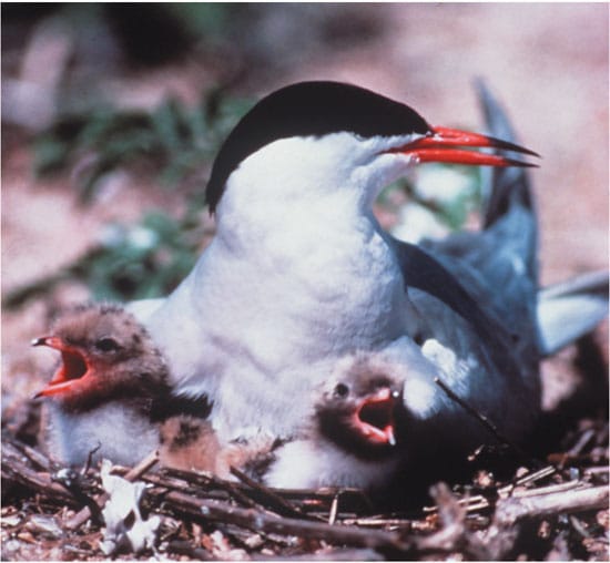 tern_en_24980.jpg