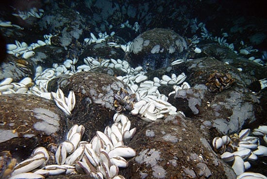 Colossal Clams