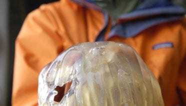 Holy Jellyfish!