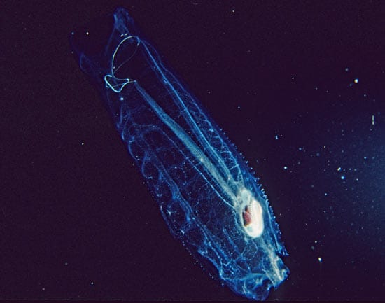 Transparent Animal May Play Overlooked Role in the Ocean – Woods Hole  Oceanographic Institution