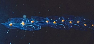 Transparent Animal May Play Overlooked Role in the Ocean