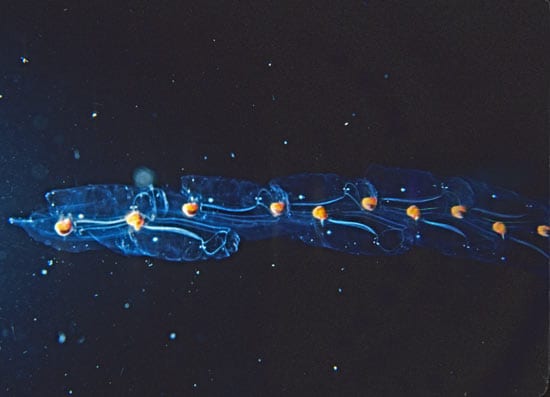 salp2-n_26896.jpg