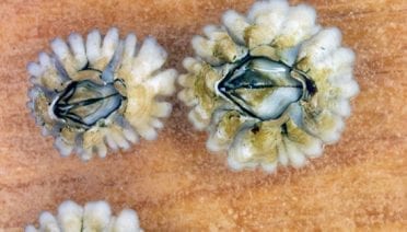 Barnacle Beauties