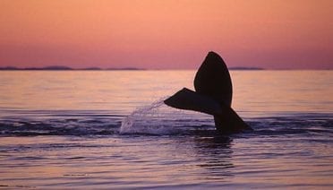 A Whale's Tail