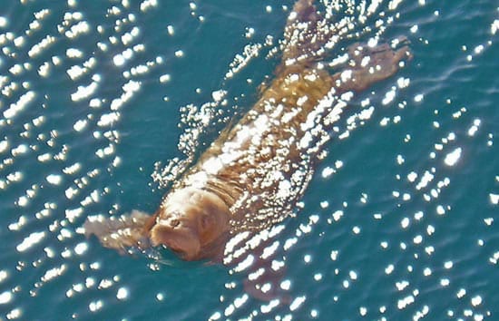 Abandoned Walrus Calves Reported in the Arctic