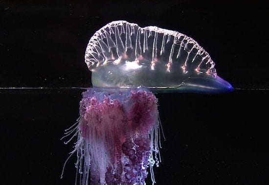 man-o-war_en_28552.jpg