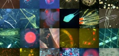 A Journey to the Ocean's Twilight Zone