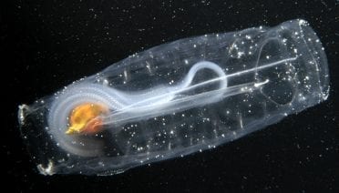 Solitary Salp