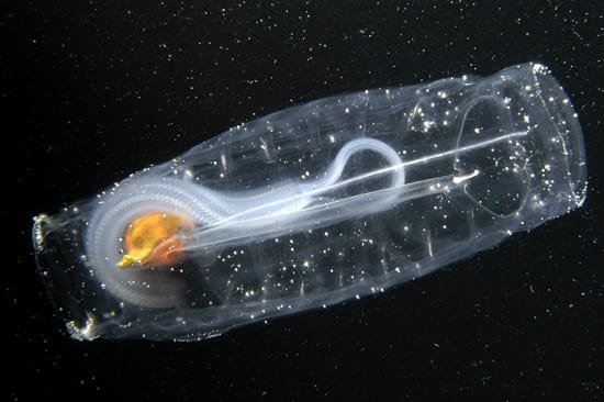 Solitary Salp