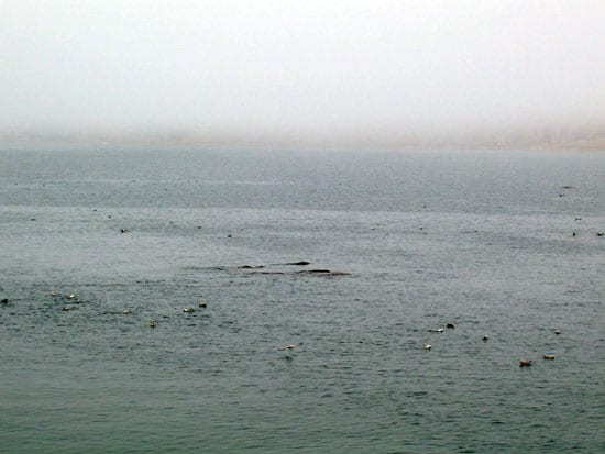 ss3_en_31221.jpg