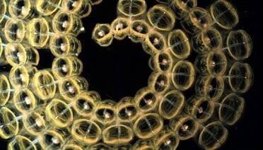 Golden Spiral