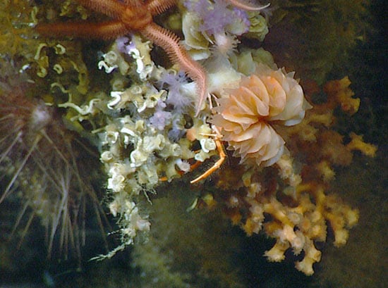 coral1_32349.jpg