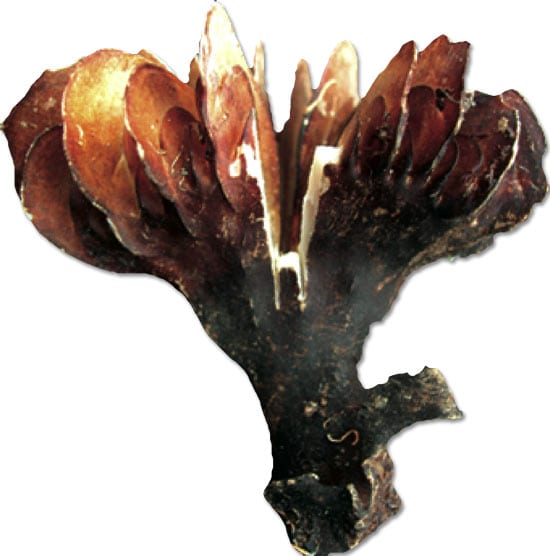 coral3_32353.jpg