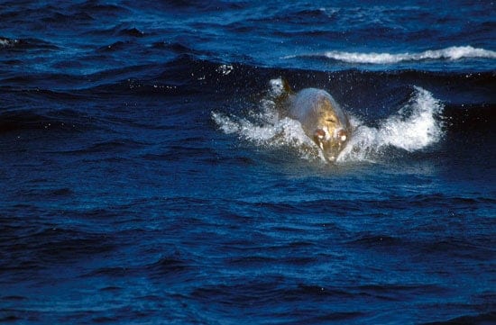 ss8_en_32338.jpg
