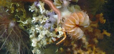 The Coral-Climate Connection