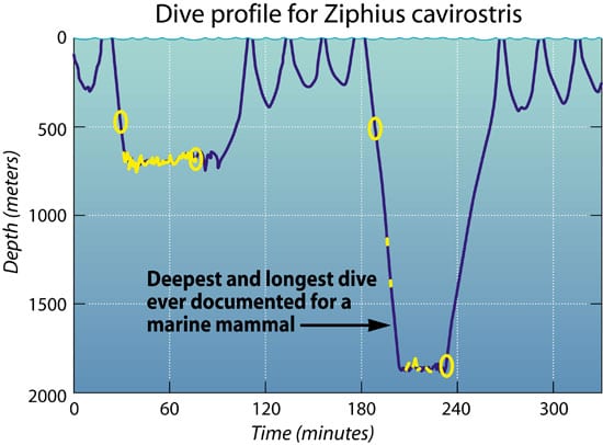 ziphius_nest_31799.jpg