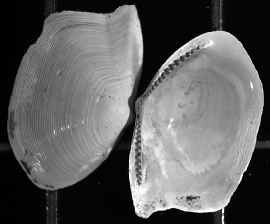 bivalve-n_30970.jpg