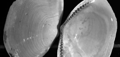 Ocean Circulation and a Clam Far From Home