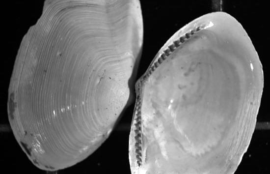 Ocean Circulation and a Clam Far From Home