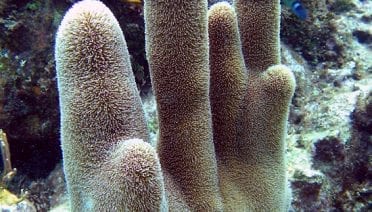 A Hand of a Different Sort