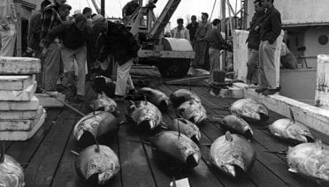 Tagging Tuna