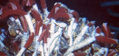 Deep-sea Tubeworms Get Versatile 'Inside' Help