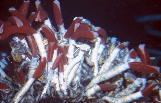 Deep-sea Tubeworms Get Versatile 'Inside' Help
