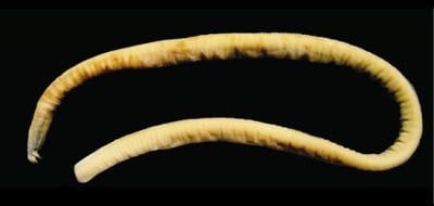 Would a Hagfish By Any Other Name Smell as Sweet?