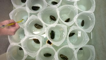 Mussel Building