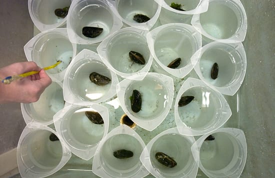 Mussel Building