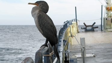 Hitching a ride