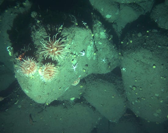 Flowers of the Deep