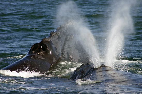 whales_13550_41557.jpg