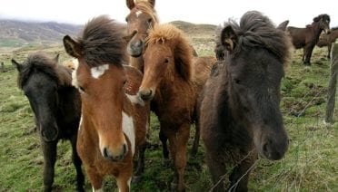 Horsing Around in Iceland