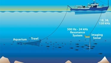 Fishing with Sound