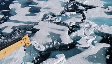 Nested In The Ice