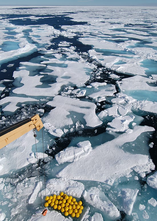 Nested In The Ice