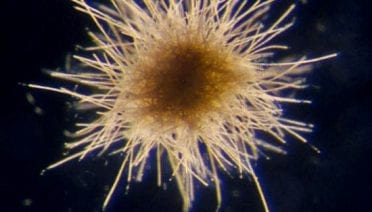 "Puffs" Fertilize the Sea