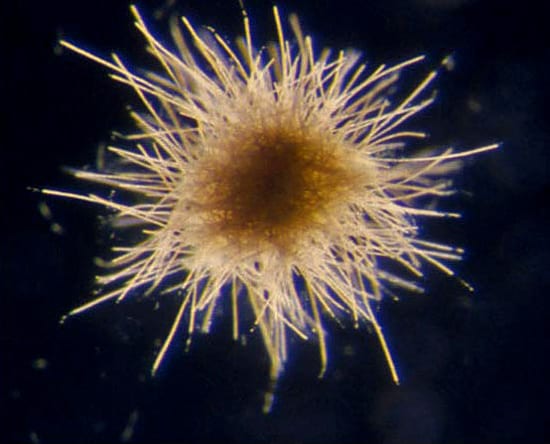 "Puffs" Fertilize the Sea