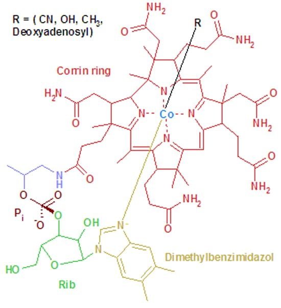 VitaminB12_250_47295.jpg